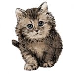 Lovely Kitten Hand Drawn Stock Photo