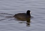 Beautiful Picture With Funny Weird American Coot In The Lake Stock Photo