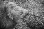 Adorable Large Wombat During The Day Looking For Grass To Eat Stock Photo