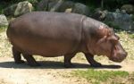 Hippopotamus Stock Photo