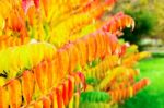 Colorful Tree Leaves In Autumn Season Outdoors Stock Photo