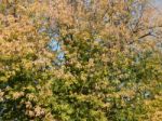 Texture Of The Autumn Foliage Of Trees  Stock Photo