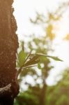 Growing Branches With Sunlight Stock Photo