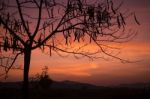 Silhouette Tree At Sunset Background Stock Photo