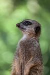 Slender-tailed Meerkat (suricatta Suricatta) Stock Photo