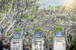 Trees Pot On Side Way Walk Of Phra Nakhon Khiri Historical Park Stock Photo