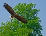 Flying Hawk Stock Photo