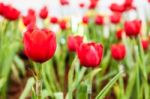 Pure Red Tulips Stock Photo