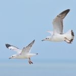 Brown-headed Gull Stock Photo