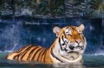 Tiger In The Water Stock Photo