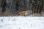 Red Fox In A Winter Forest Stock Photo