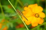 Yellow Black Pattern Dragon Fly Close Up Stock Photo