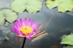 Waterlily Flower In The Pond Stock Photo