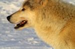 A White Wolf In The Snow Stock Photo