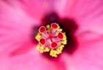 Closeup Of Hibiscus Flower Stock Photo