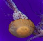 Photo Of A Beautiful Deadly Jellyfish Swimming Stock Photo