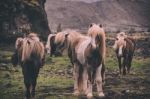 Ponnies/miniature Horses Stock Photo