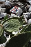 Succulents That Grow Wild On The Rocks H Stock Photo