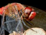 Portrait Of A Red Dragonfly Stock Photo