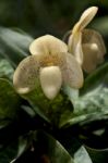 Paphiopedilum Concolor Stock Photo