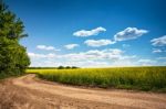 Dirt Road In Flowering Field, Beautiful Countryside, Sunny Day Stock Photo