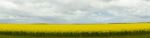 Field Of Canola Plants Stock Photo