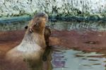 Capybara In Water Stock Photo