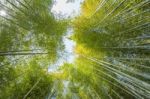 Bamboo Forest Stock Photo