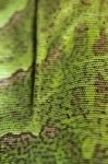 Iguana Lizard Skin Texture Stock Photo