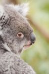 Koala By Itself In A Tree Stock Photo