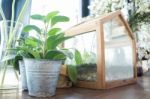 Small Plant Pot Displayed Beside The Window Stock Photo