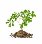 Tree With Root On White Background Stock Photo