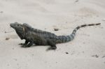 Black Iguana, Ctenosaura Similis In The Sand Stock Photo