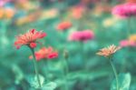 Colorful Flowers For Background Stock Photo