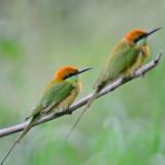 Little Green Bee-eater Stock Photo