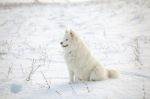 White Dog Samoyed Play On Snow Stock Photo