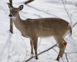 Beautiful Isolated Photo Of A Wild Deer In The Snowy Forest Stock Photo