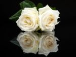 Two White Roses With Mirror Image On Black Stock Photo