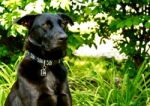 Dog Posing Stock Photo