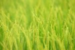 Rice Farm Stock Photo