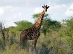 Giraffe Stock Photo