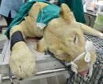 Veterinarian Performing An Operation On A Lion Stock Photo