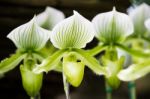 Paphiopedilum Orchid In Doi Tung, Chiang Rai, Thailand Stock Photo