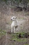 Young Sheep Stock Photo