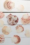 Mixed Seashells On White Stock Photo