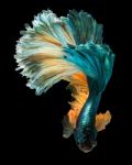 Betta Fish Stock Photo