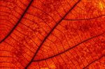 Leaf Abstract Stock Photo