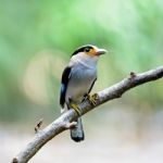 Female Silver-breasted Broadbill Stock Photo