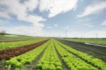 lettuce Field Stock Photo