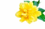 Isolated Hibiscus  , Yellow Flower On White Background Stock Photo